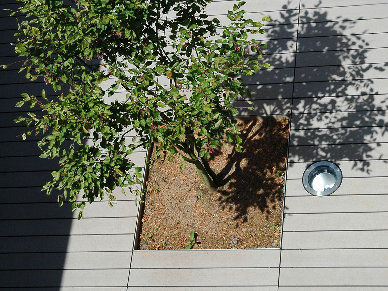 Terrasse mit WPC Terrassendielen und integrierter Bepflanzung mit Baum von oben