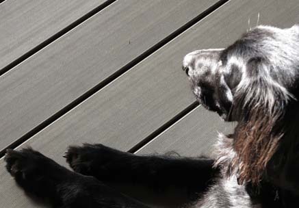 Hellgraue Design Dielen aus WPC mit darauf sitzendem schwarzem Hund