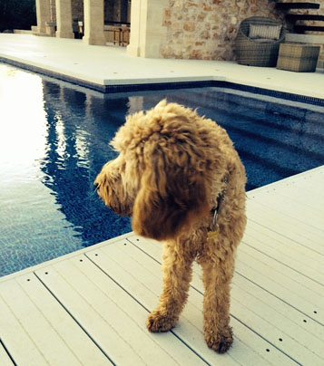 Terrasse und Poolumrandung mit WPC Dielen und einem kleinem Hund drauf stehen