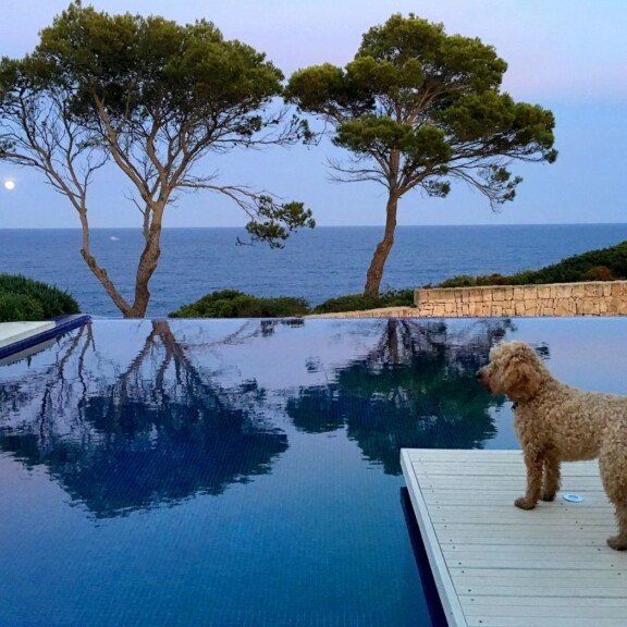 Hund schaut von Poolumrandung aufs Meer