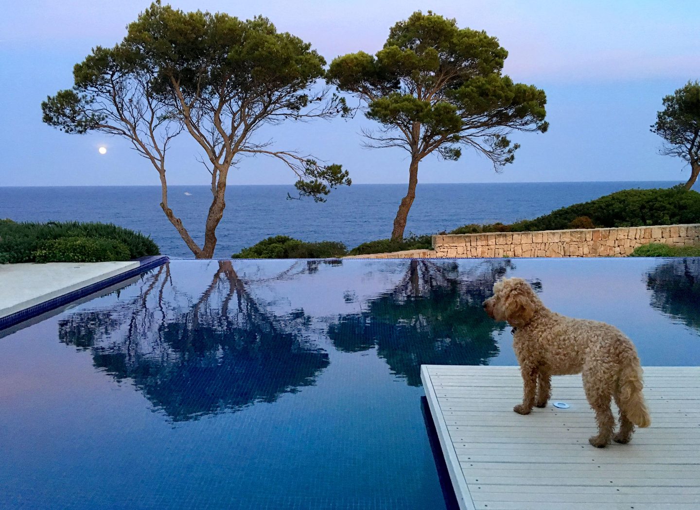 Hund schaut von Poolumrandung aufs Meer