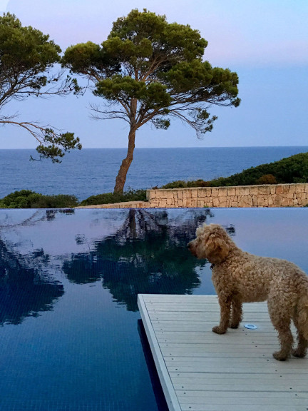 Hund schaut von Poolumrandung aufs Meer